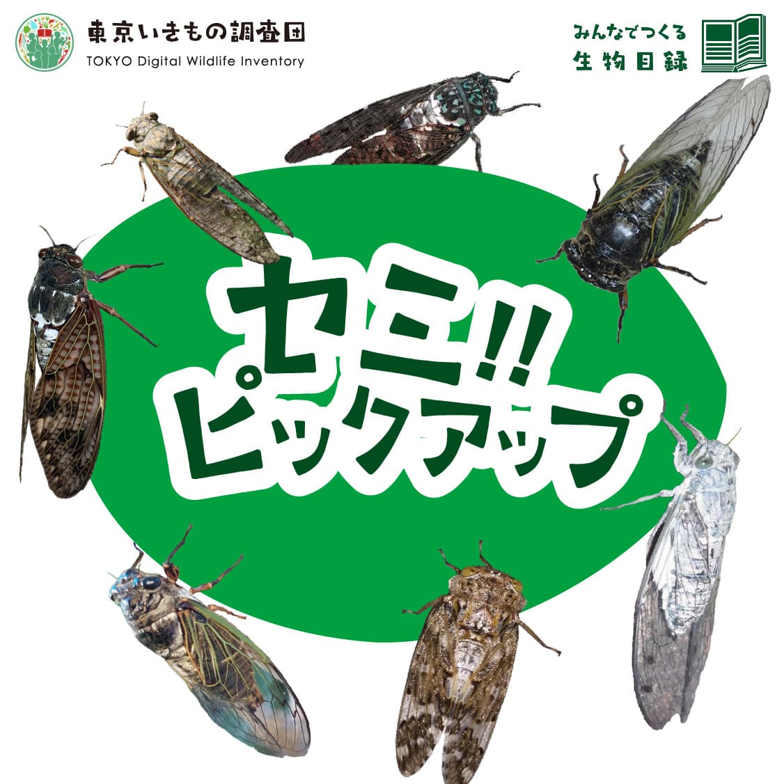 東京いきもの調査団で実施したクエスト(Biomeアプリ内の調査イベント)のヘッダー画像