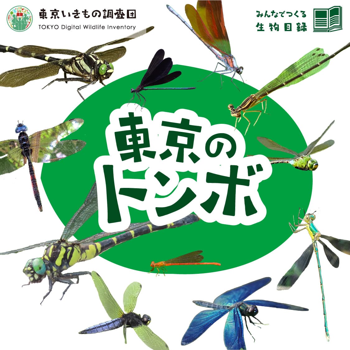 東京いきもの調査団で実施したクエスト(Biomeアプリ内の調査イベント)のヘッダー画像