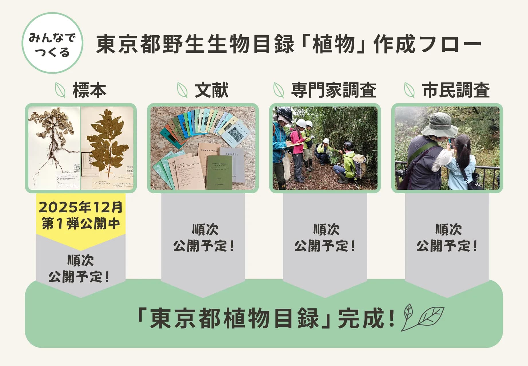 東京都野生植物目録完成までのフロー