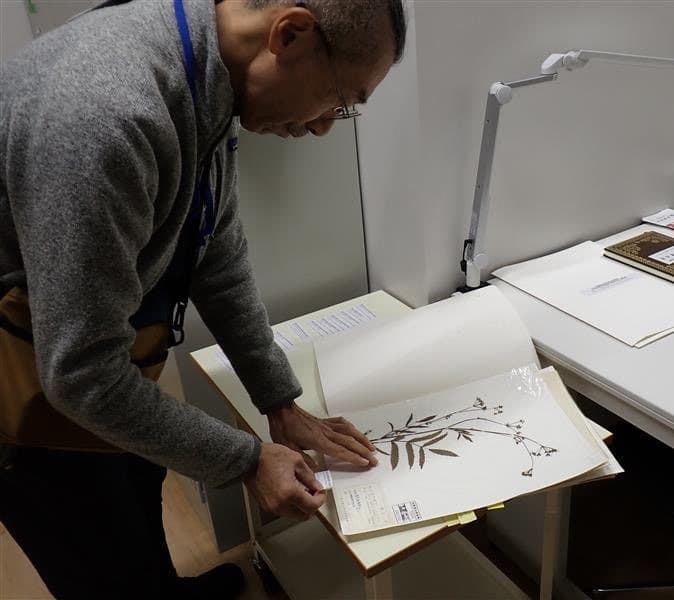 植物標本を目視で再同定する作業の様子