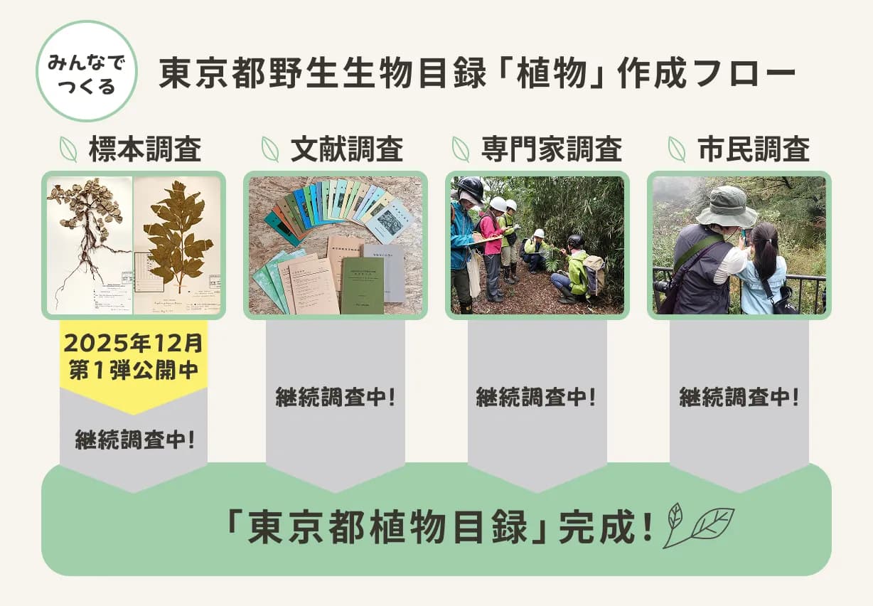 東京都野生植物目録完成までのフロー